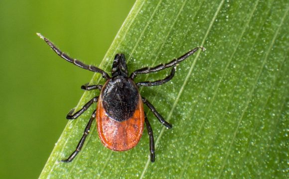 Zeckenbiss & chronische Borreliose: Kleine Ursache – große Wirkung