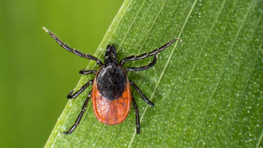 Zeckenbiss & chronische Borreliose: Kleine Ursache – große Wirkung